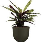 ARTEVASI - Pot havana naturel 40cm vert mousse 40 x 40 x h33,2 cm - 1,93l
