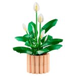 11504 Lys de la paix en pot ® Botanicals