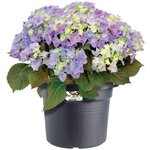 Pot de fleurs Rond - Plastique - Ø 40 - Noir
