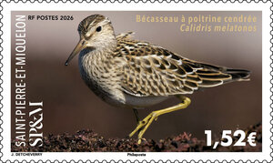 Timbre Saint Pierre et Miquelon - Bécasseau à poitrine cendrée