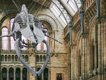 SMARTBOX - Coffret Cadeau Visite guidée du musée d'histoire naturelle de Londres en duo -  Sport & Aventure