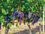 SMARTBOX - Coffret Cadeau Voyage autour du vin -  Séjour