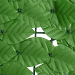 vidaXL Écran de balcon avec feuilles vert 300x75 cm