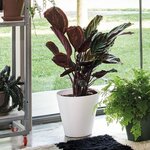 DEROMA Pot de fleurs a reserve d'eau Save R Bianco - 20 cm