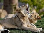 SMARTBOX - Coffret Cadeau ZooParc de Beauval 2026 : entrées 2 adulte et 2 enfant (1 journée) -  Multi-thèmes