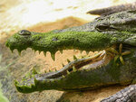 Journée passionnante à la ferme aux crocodiles  près d'avignon pour 1 adulte et 2 enfants - smartbox - coffret cadeau sport & aventure