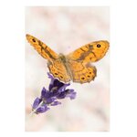 Carte De Voeux Mini - Papillon - Draeger paris