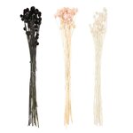 18 tiges de cardères japonais séchés multicolores 70 cm