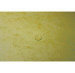 Chemise 3 rabats + elastique A4 cap 35 mm carte Jaune citron x 25 EXACOMPTA