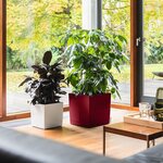 LECHUZA Jardinière CUBE 30 ALL-IN-ONE Blanc brillant