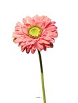 Gerbera artificiel  h 48 cm rose soutenu - best - couleur: rose soutenu