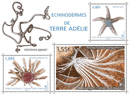 Timbre - TAAF- Bloc Echinodermes de Terre-Adélie