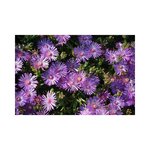 Engrais naturel bio pour toutes les plantes 2 5 kg + 500 g offerts