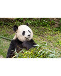 Coffret cadeau - TICKETBOX - ZooParc de Beauval - Séjour 1 Jour / 1 Nuit