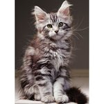 Puzzle N 1000 p - Le chaton Maine Coon
