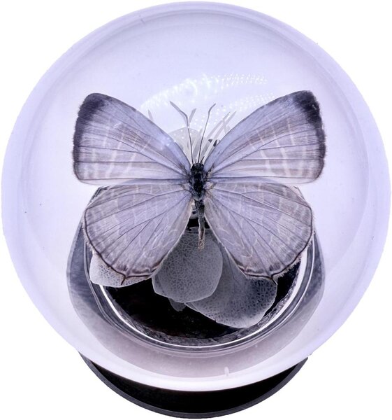 Pièce de monnaie en Argent g 62.2 (2 oz) Millésime 2025 JAMIDES CELENO