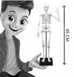 Squelette de 45 cm a construire
