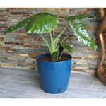 Bac à fleurs rond - Plastique Ø 31 cm - Bleu