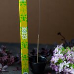 Encens Japonais Cèdre