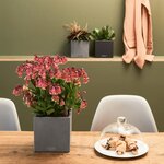 Lechuza jardinière de table canto stone 14 all-in-one gris pierre
