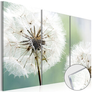 Tableau sur verre acrylique - fluffy dandelions [glass] l x h en cm 60x40