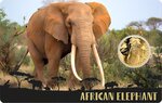 Pièce de monnaie en Or 3000 Francs g 0.031 (1/1000 oz) Millésime 2024 Gold Gift AFRICAN ELEPHANT 1/1000
