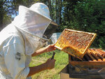 SMARTBOX - Coffret Cadeau Participez à la sauvegarde des abeilles avec 1 an de parrainage d'une ruche -  Multi-thèmes