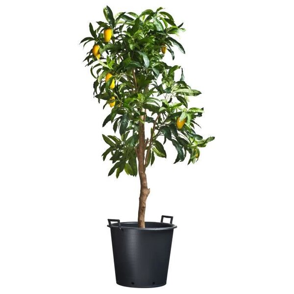 NATURE Conteneur fond plat Ritzi en polypropylene avec trous de drainage et poignées pour arbre Ø50xH40cm - Contenance 50L - Noir