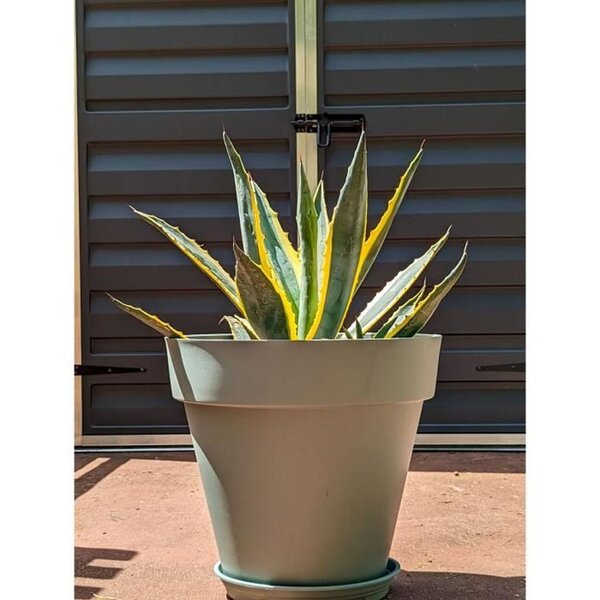 Bac à fleurs plastique vert argile Ø 50 cm
