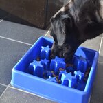 EAT SLOW LIVE LONGER Mangeoire lente Star Bleu S