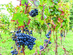 SMARTBOX - Coffret Cadeau Journée à la découverte des trésors viticoles du Médoc pour 3 -  Sport & Aventure