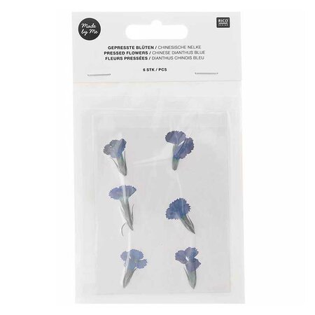Dianthus chinois bleu séchés et pressés