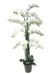 Orchidée phalaenopsis factice en pot qualité déco h140cm crème - best - dimhaut: h 140 cm - couleur: crème