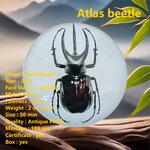 ATLAS BEETLE 2 Once Argent Monnaie 2 Guards Truth Guard 2024