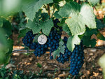 SMARTBOX - Coffret Cadeau Adoption de parcelles de vignes de 4 domaines bordelais avec visites et livraison de 4 coffrets personnalisés -  Gastronomie