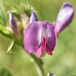 Vesce de printemps bio - Graines à semer