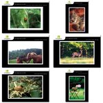 Lot de 6 cartes postales - animaux 1 - photos frédéric engel