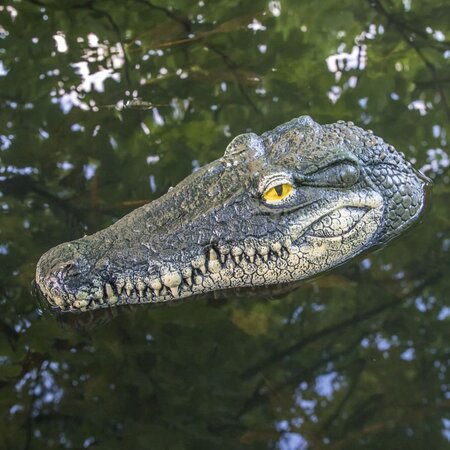Hi tête de crocodile flottante