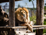 SMARTBOX - Coffret Cadeau Tanière Zoo Refuge : visite guidée VIP à la découverte des animaux pour 2 personnes -  Multi-thèmes
