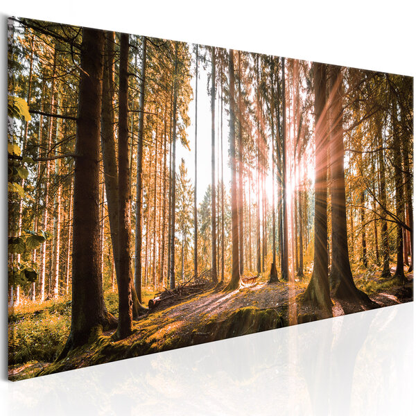 Tableau - small natural wonders  l x h en cm 120x40