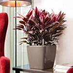 Lechuza jardinière quadro 43 ls all-in-one taupe brillant 16185