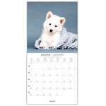 Grand Calendrier Mural 29x29 Cm - 2025 - Chiens - Draeger paris