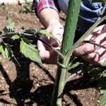 Lot de 10 tuteurs pour plantes et légumes - En fer - Hauteur : 180 cm