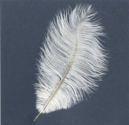 Plume d'autruche 30-35cm blanc