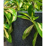 Capi Pot à fleurs Waste Smooth 43x41 cm Gris