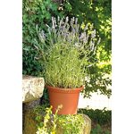 DEROMA Pot de fleurs rond Day R cotto - Coloris terre rouge - 20cm