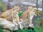 SMARTBOX - Coffret Cadeau Séjour au ZooParc de Beauval 2026: entrées 2 adulte et 1 nuit à proximité - Multi-thèmes