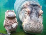 SMARTBOX - Coffret Cadeau Séjour au ZooParc de Beauval 2026: entrées 2 adulte et 1 nuit à proximité - Multi-thèmes
