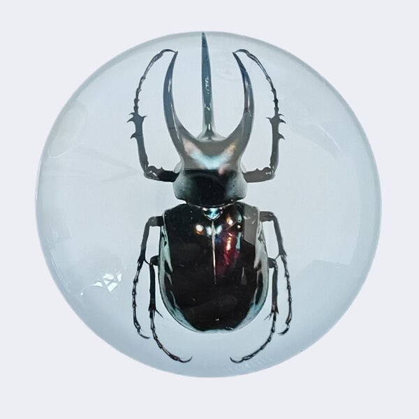 ATLAS BEETLE 2 Once Argent Monnaie 2 Guards Truth Guard 2024