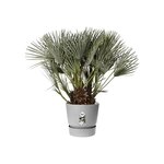 ELHO Pot de fleurs rond Greenville 40 - Extérieur - Ø 39 x H 36,8 cm - Gris béton vivant